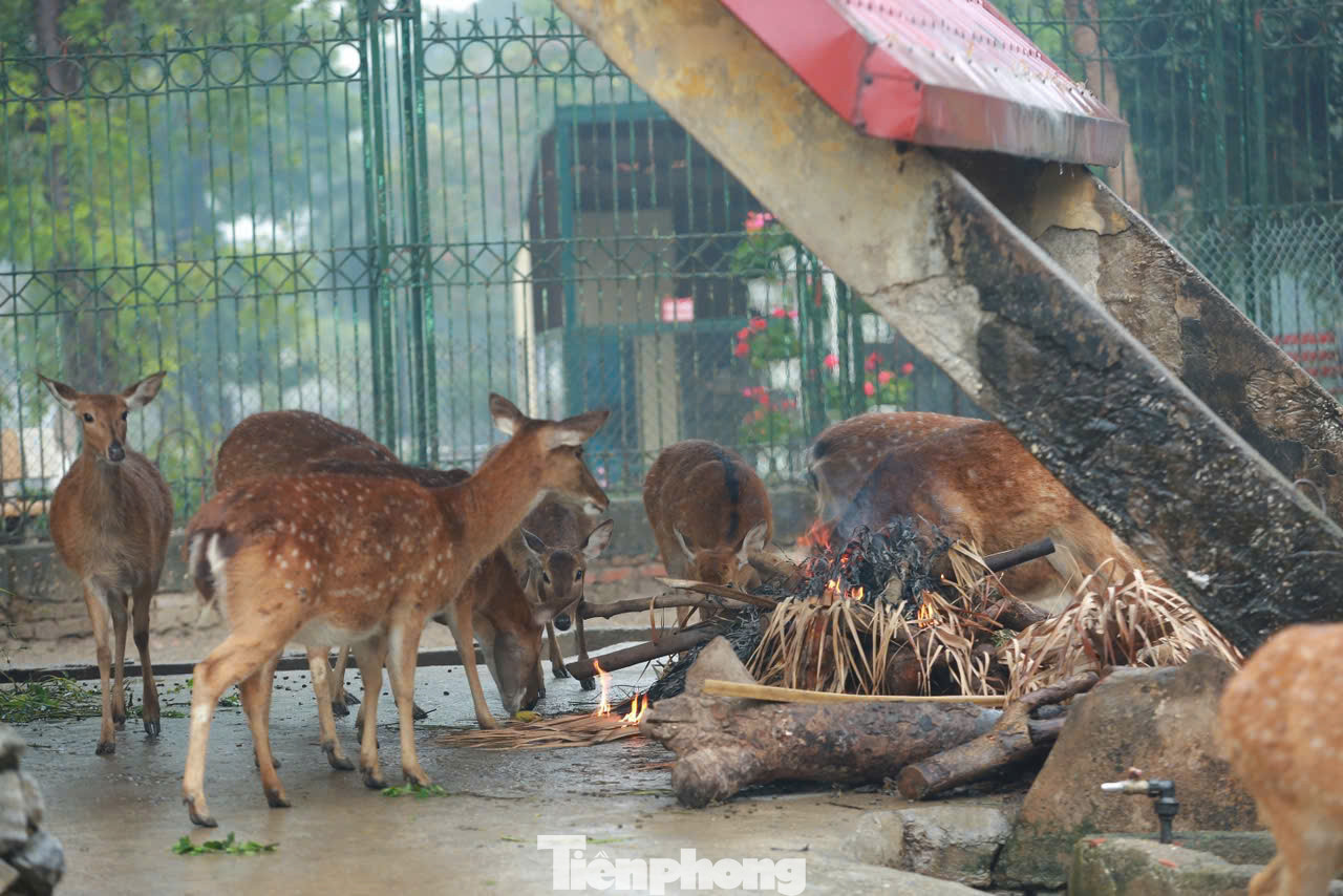 Ông Lê Sĩ Dũng, Chủ tịch Công ty TNHH một thành viên Vườn thú Hà Nội cho hay, Vườn thú Hà Nội hiện có gần 600 cá thể thuộc hơn 100 loài gồm: 5 loài bò sát lưỡng cư, 40 loài cá nước mặn, 35 loài thú, 50 loài chim… Hằng năm Vườn thú Hà Nội đều xây dựng kế hoạch chống rét cho các loài động vật, đặc biệt là những ngày giá lạnh, rét buốt.