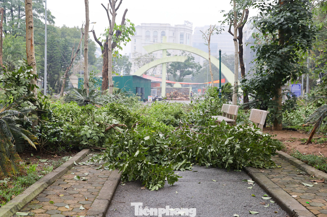 Công nhân đang tập trung đánh chuyển một phần cây xanh trong công viên để lấy không gian thực hiện các hạng mục cải tạo theo thiết kế đã được phê duyệt.