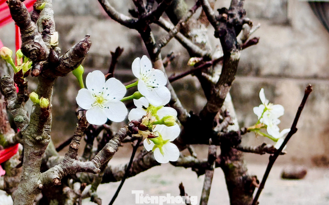 Dọc các phố Nghi Tàm. Lạc Long Quân... những cành lê trắng muốt liên tục được chuyển xuống phố. Dọc các phố Nghi Tàm. Lạc Long Quân... những cành lê trắng muốt liên tục được chuyển xuống phố.