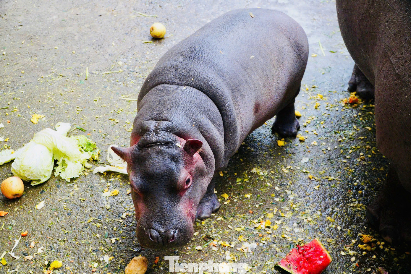 Thực hiện bổ sung các loại thuốc bổ, Vitamin, khoáng chất; đặc biệt chú trọng thực hiện bổ sung các loại thuốc bổ, Vitamin, khoáng chất cho các cá thể động vật non, động vật sinh sản, cá thể động vật già yếu...