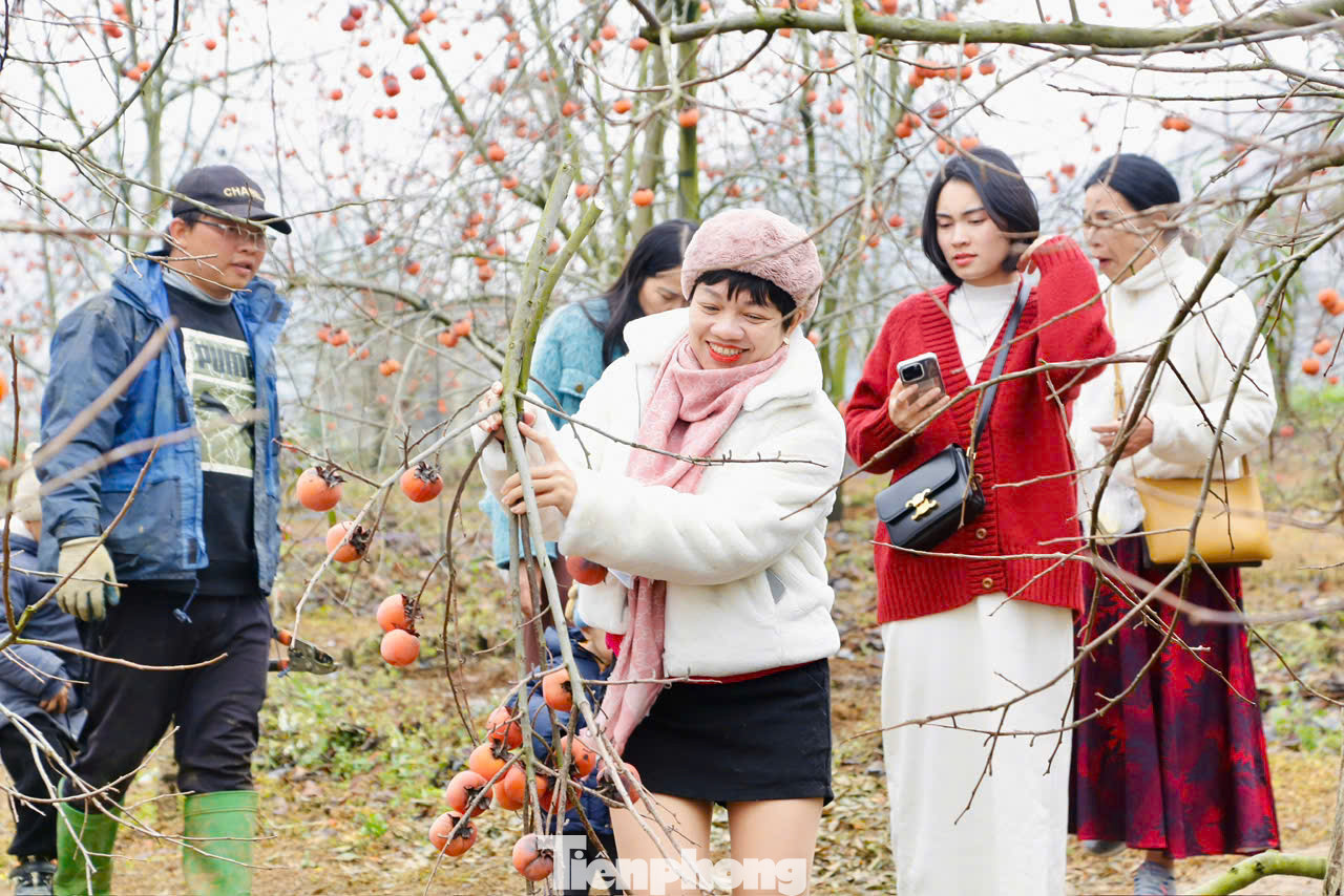 Hồng là loại quả đặc trưng trên cao nguyên Mộc Châu nên rất được du khách ưa thích. Nhiều gia đình không quản ngại đường xa vượt gần 200km lên Mộc Châu vào tận vườn, tự tay chọn những cành hồng ưng ý, đỏ rực, trĩu quả để về xuôi chơi Tết.
