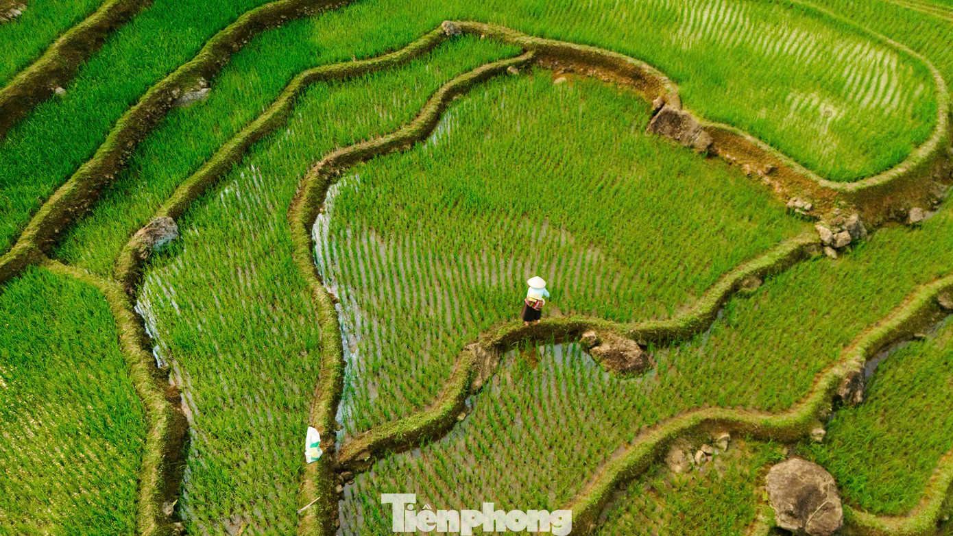 Người dân bản địa chăm sóc lúa giữa khung cảnh núi rừng trùng điệp, hình ảnh mộc mạc, gần gũi của cuộc sống miền sơn cước.