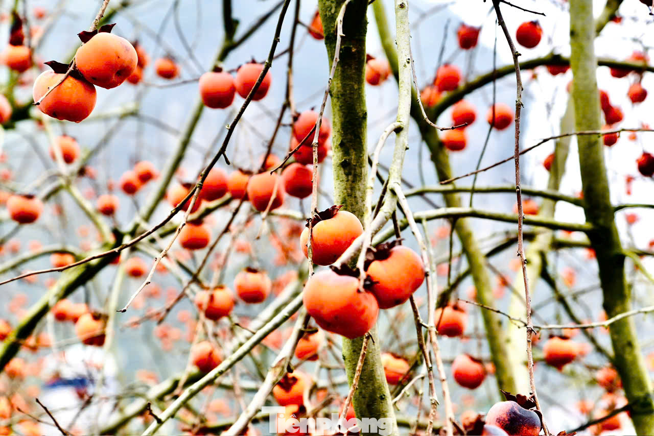 Mùa hồng ngâm ở Mộc Châu bắt đầu từ tháng 10 dương lịch đến Tết Nguyên đán, đặc biệt khi cành đã trơ trụi lá, quả hồng vẫn ở trên cây đến tận 2-3 tháng mới thu hoạch.