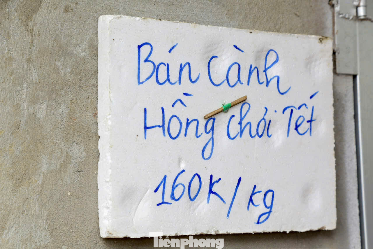 Dịp Tết này các chủ vườn chào bán các cành hồng theo cân với giá 160.000/kg.