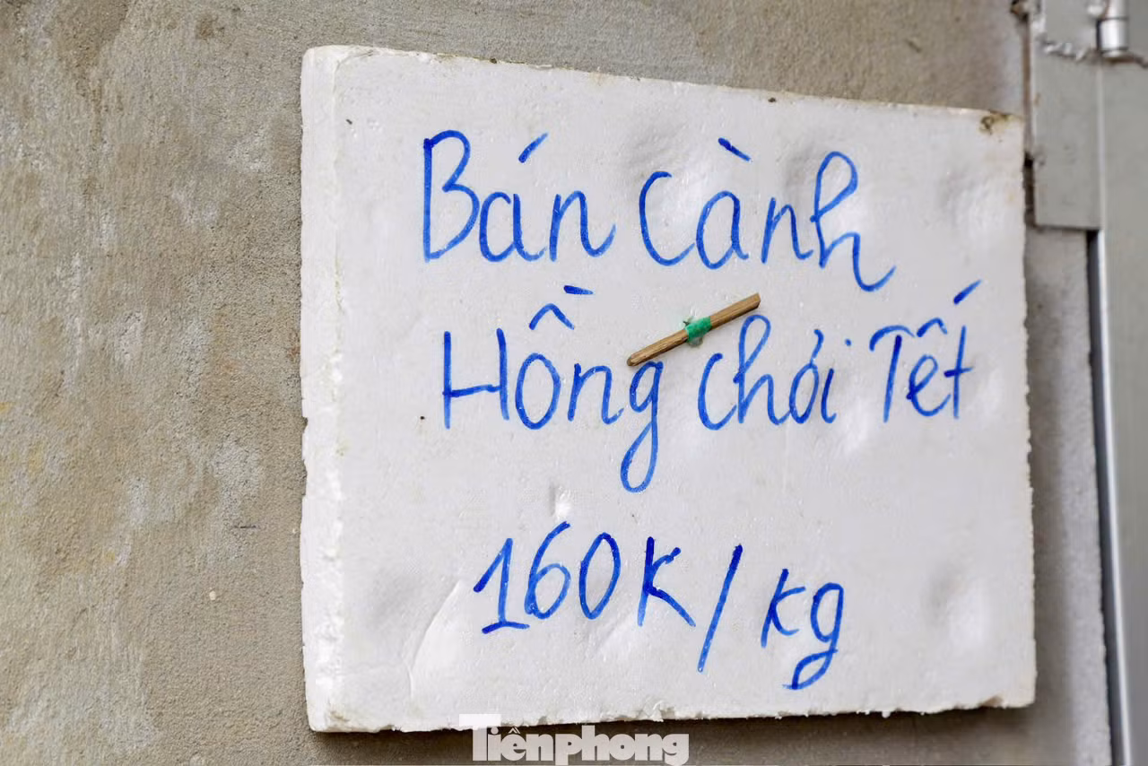 Dịp Tết này các chủ vườn chào bán các cành hồng theo cân với giá 160.000/kg.