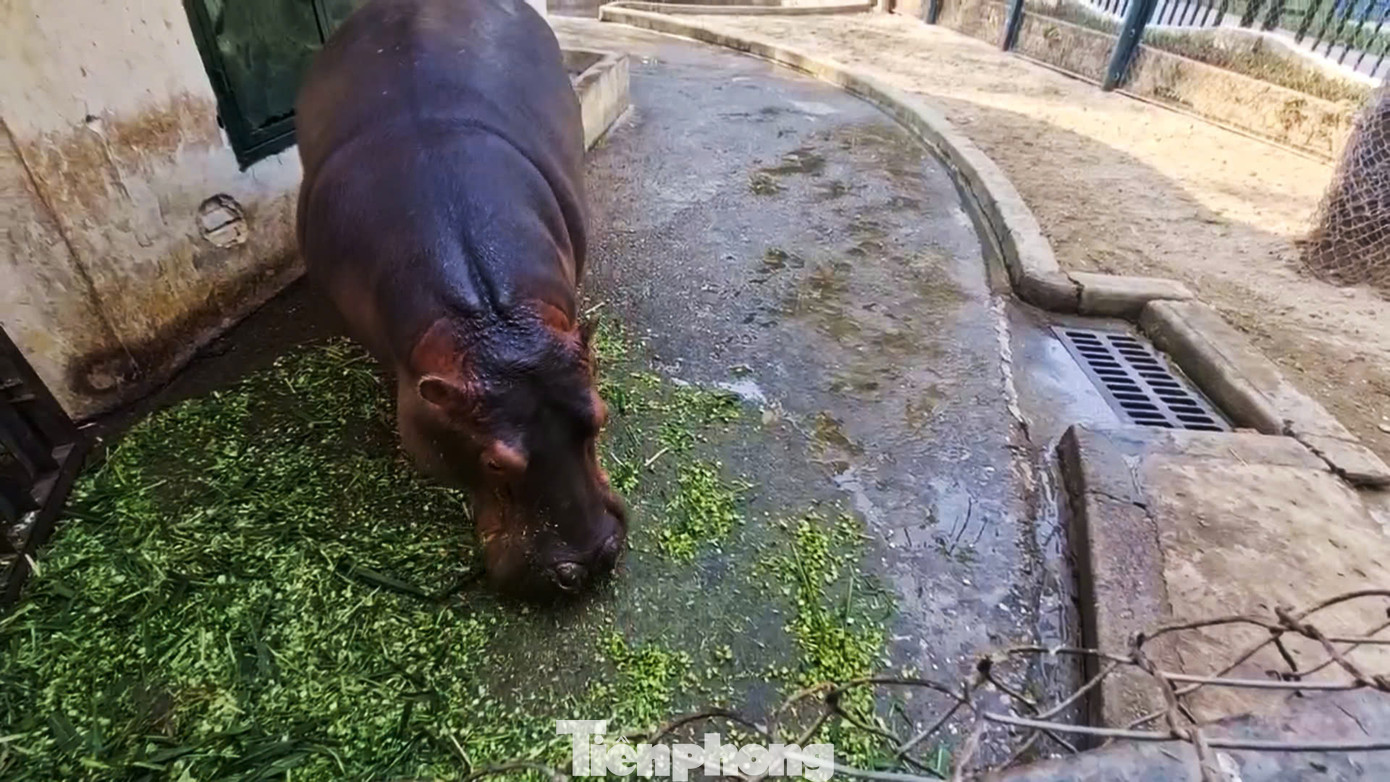 Từ ngày 21/1, bé hà mã chính thức mang tên: Mã Nam. Tên do em Nguyễn Hồng Minh, học sinh lớp 2 ở huyện Đông Anh đặt với ý nghĩa: “Mã” gợi nhớ đến loài Hà Mã, còn “Nam” thể hiện tâm hồn dân tộc.