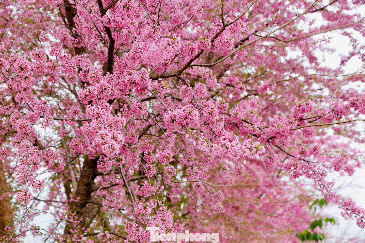 Sắc hồng mơ màng của những cánh mai anh đào khiến du khách phải xao xuyến khi được chiêm ngưỡng.