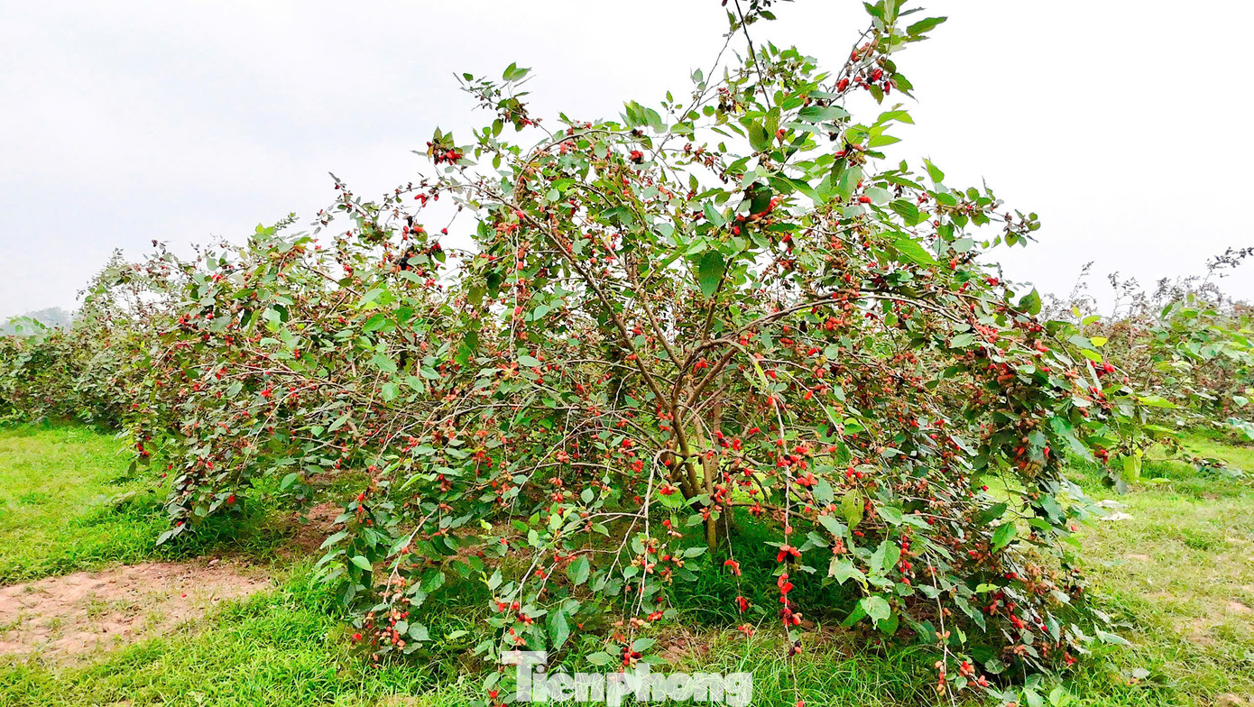 Người dân ở đây cho biết, dâu tằm chủ yếu được trồng nhiều tại các khu vực ven sông Đáy bởi đất đai màu mỡ, nhiều dinh dưỡng, phù hợp với sự sinh trưởng của cây. Đây là loại cây dễ trồng, dễ chăm sóc, người trồng không cần phải mất nhiều công sức chăm bón. Để nhân giống dâu tằm, chỉ cần chiết cành cẩn thận. Sau một năm, cây dâu đã có thể cho thu hoạch. Người dân ở đây cho biết, dâu tằm chủ yếu được trồng nhiều tại các khu vực ven sông Đáy bởi đất đai màu mỡ, nhiều dinh dưỡng, phù hợp với sự sinh trưởng của cây. Đây là loại cây dễ trồng, dễ chăm sóc, người trồng không cần phải mất nhiều công sức chăm bón. Để nhân giống dâu tằm, chỉ cần chiết cành cẩn thận. Sau một năm, cây dâu đã có thể cho thu hoạch.