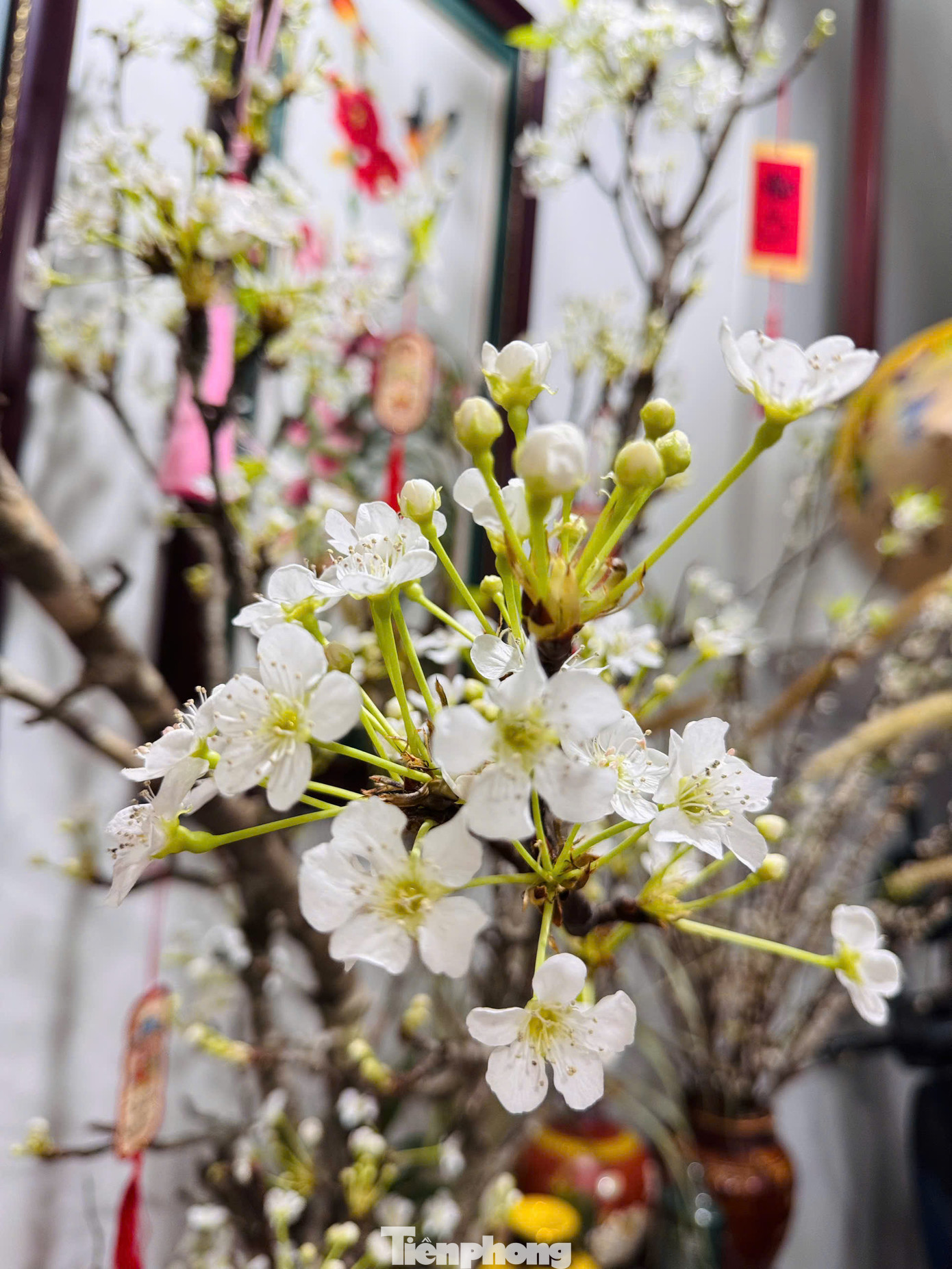 Chị Bích Liên (phường Yên Hòa, quận Cầu Giấy) cho biết: "Đã thành thói quen, sau rằm tháng Giêng là cả nhà tôi lại đi mua cành hoa lê về cắm. Những bông hoa lê nở trắng muốt cùng sự mới mẻ, độc đáo, góp phần tô điểm cho không gian sống của cả nhà thêm gần gũi với thiên nhiên". Chị Bích Liên (phường Yên Hòa, quận Cầu Giấy) cho biết: "Đã thành thói quen, sau rằm tháng Giêng là cả nhà tôi lại đi mua cành hoa lê về cắm. Những bông hoa lê nở trắng muốt cùng sự mới mẻ, độc đáo, góp phần tô điểm cho không gian sống của cả nhà thêm gần gũi với thiên nhiên".