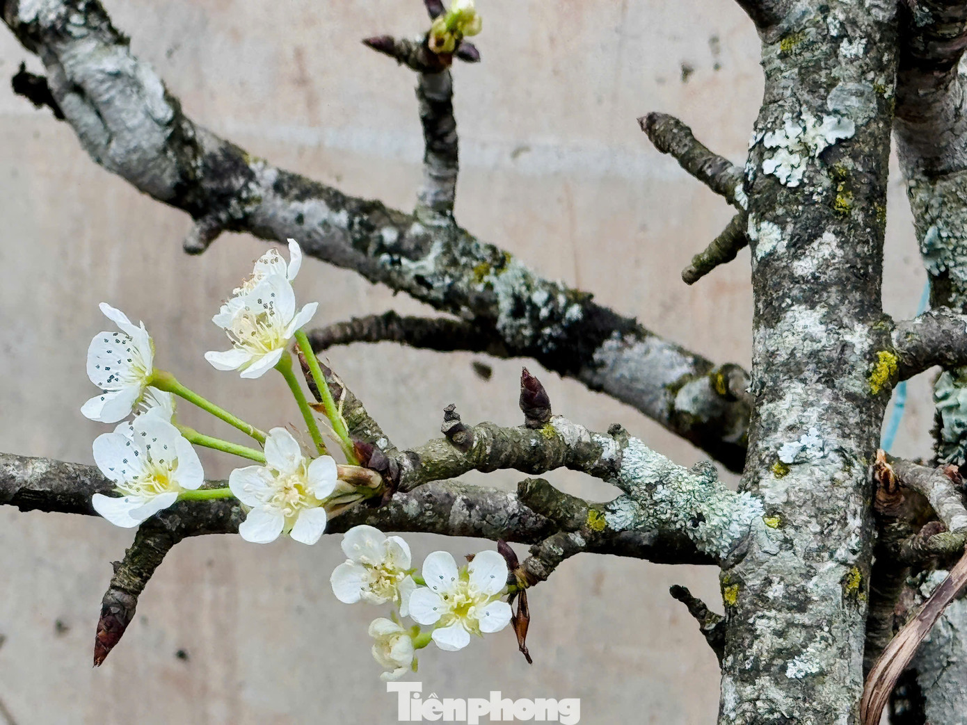 Những cành có nhánh tầm gửi hoặc nhiều mảng mốc, rêu xanh bám trên thân luôn được người chơi hoa lê sành sỏi săn đón. Những cành có nhánh tầm gửi hoặc nhiều mảng mốc, rêu xanh bám trên thân luôn được người chơi hoa lê sành sỏi săn đón.