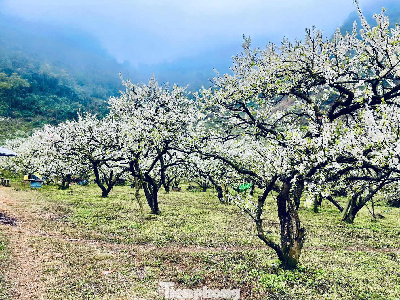 Năm nay, hoa mận bung nở ở thung lũng Mu Náu, Nà Ka, bản Pa Phách, rừng mận Ngũ Động Bản Ôn ... thu hút đông đảo du khách từ khắp các nơi đến chiêm ngưỡng.