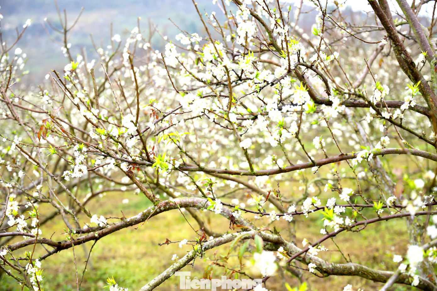 Du khách du xuân đến Mộc Châu dịp này, ngoài được thưởng ngoạn phong cảnh núi non hùng vĩ, còn được đắm mình bên những rừng mận nở trắng xóa khắp các triền đồi, thung lũng hay bên trong những khu homestay thơ mộng.