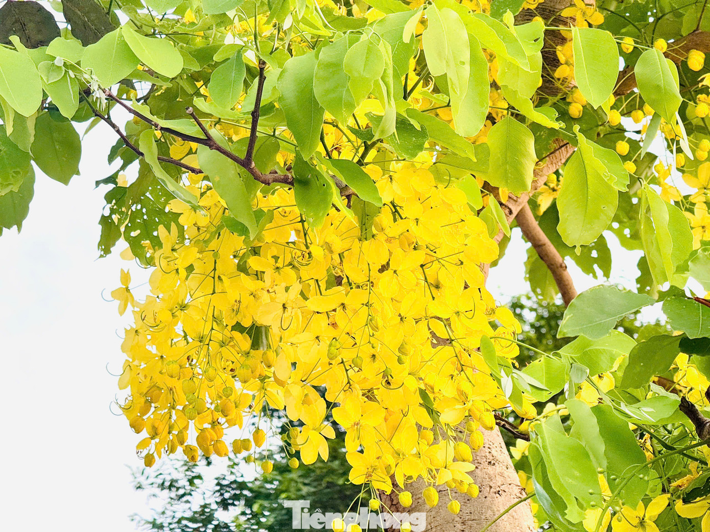 Hoa muồng yến không chỉ đẹp quý phái mà còn có mùi hương thơm dịu nhẹ và thư thái. Hoa muồng hoàng yến mọc thành từng chùm với độ dài từ 20 - 40 cm.