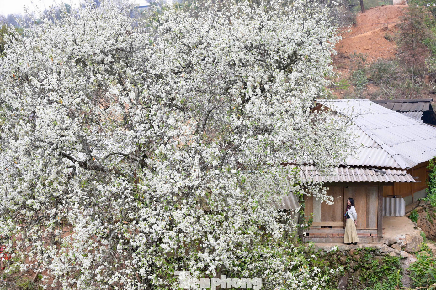 Cứ mỗi độ tháng 3 về, khi mùa Xuân vừa thức giấc sau mùa Đông giá lạnh là thời điểm hoa Sơn Tra bung nở trắng muốt giữa núi rừng. Bản làng "đẹp như cổ tích", được bao phủ bởi màu trắng tinh khôi, tạo nên vẻ đẹp dịu dàng.