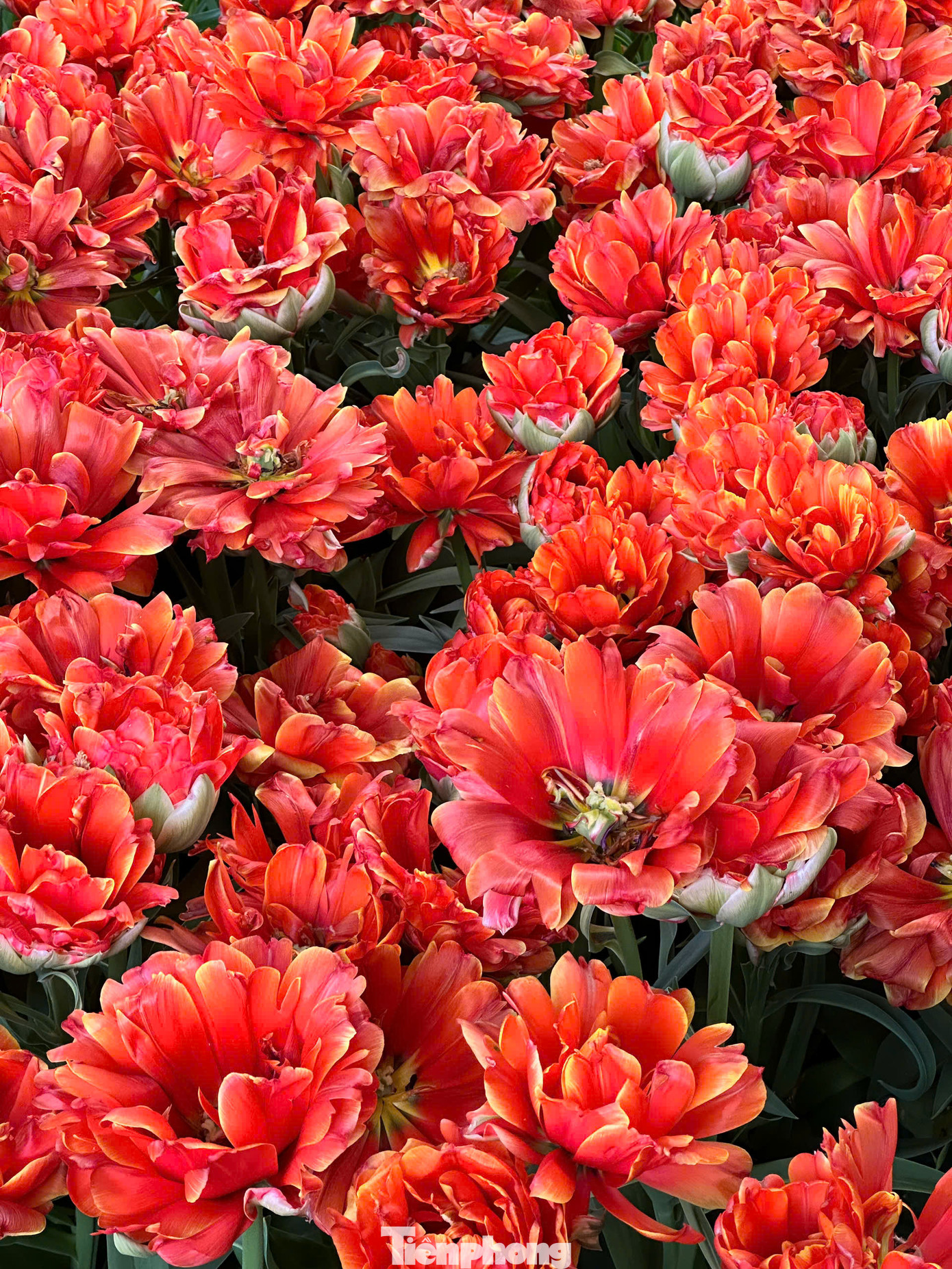 Để ngắm hoa, cách phổ biến nhất: Đi tàu từ Ga Trung tâm Amsterdam (Amsterdam Centraal) đến Sân bay Schiphol (khoảng 15-20 phút). Từ đây, bạn bắt Keukenhof Express Bus (tuyến 858) thẳng đến cổng vườn hoa (khoảng 30-35 phút). Bạn nên mua vé Combo Ticket bao gồm vé vào cổng Keukenhof và vé xe buýt khứ hồi từ Amsterdam (Schiphol, Leiden, hoặc thậm chí một số điểm trong trung tâm Amsterdam tùy theo mùa và nhà cung cấp).