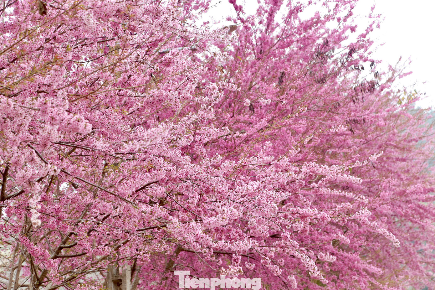 Sắc hồng mơ màng của những cánh mai anh đào khiến du khách phải xao xuyến khi được chiêm ngưỡng.