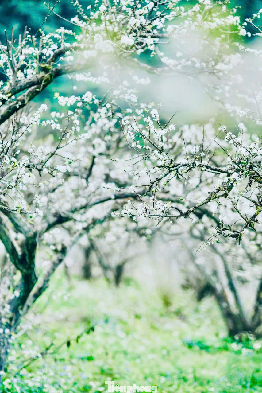 Mùa hoa mận ở Mộc Châu thường kéo dài khoảng hai đến ba tuần, tùy theo tình hình thời tiết và độ ẩm mà thời gian hoa nở có thể khác nhau mỗi năm.