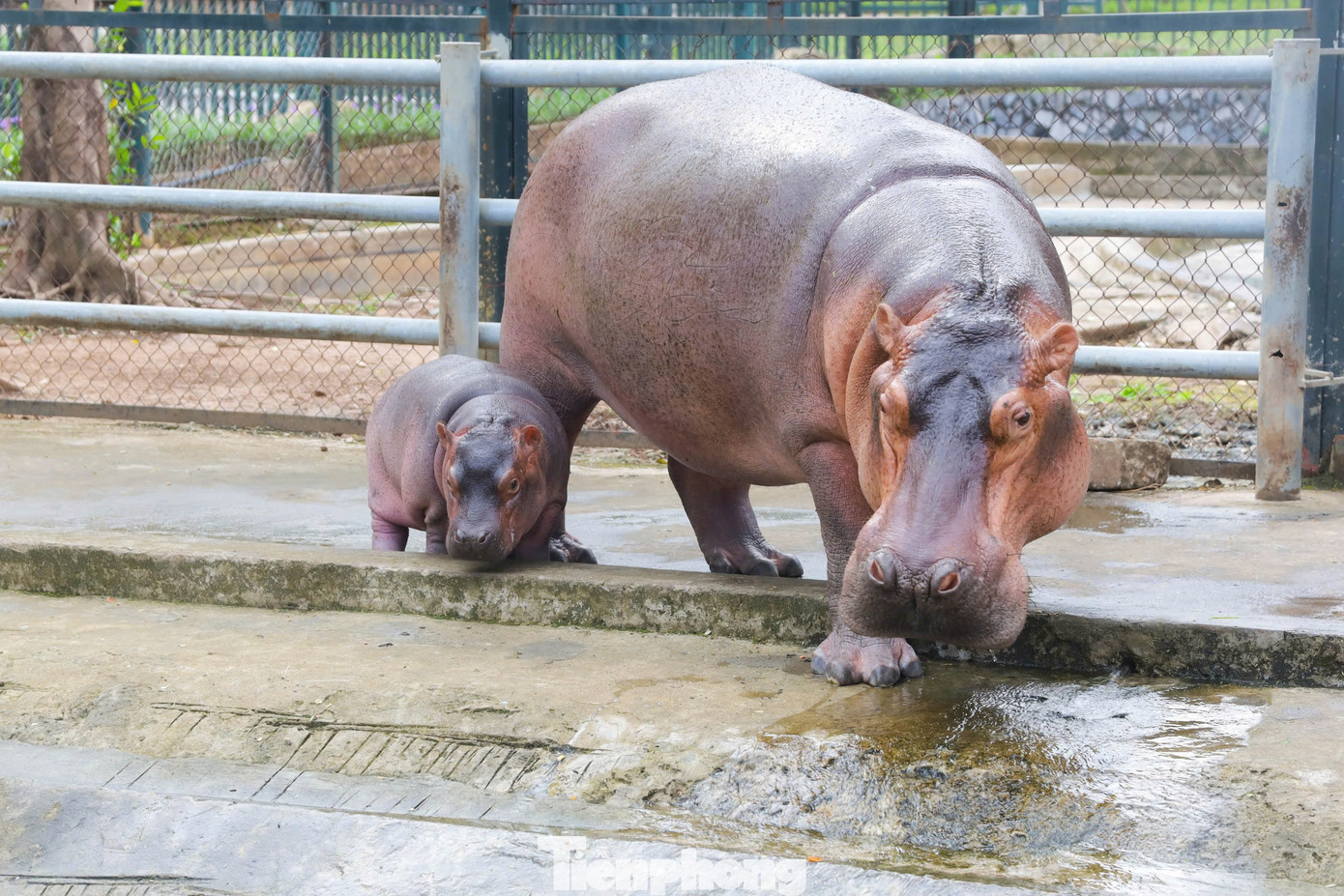 Trước đó vào tháng 7/2024, vườn thú Hà Nội chào đón bé hà mã mới sinh với phương pháp sinh hoàn toàn tự nhiên. Sự xuất hiện của bé hà mã này có ý nghĩa đặc biệt vì đây là lần đầu tiên vườn thú Hà Nội nói riêng và miền Bắc nói chung có hà mã sinh sản.