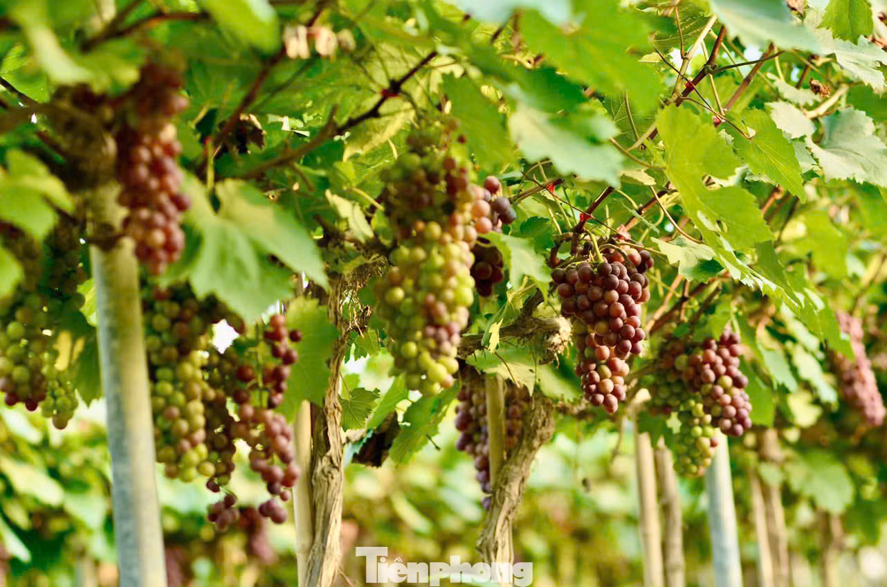 Hiện nông trại đang có hai giống nho chính là: Nho móng tay, nho hạ đen. Nông trại có 2 vụ nho mỗi năm, vụ đầu thu hoạch từ trung tuần tháng 5 đến tháng 7 và vụ thứ 2 là từ tháng 10 đến tháng 12.