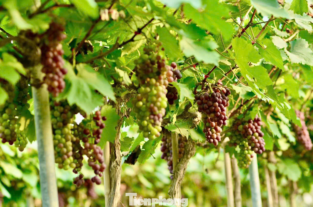 Hiện nông trại đang có hai giống nho chính là: Nho móng tay, nho hạ đen. Nông trại có 2 vụ nho mỗi năm, vụ đầu thu hoạch từ trung tuần tháng 5 đến tháng 7 và vụ thứ 2 là từ tháng 10 đến tháng 12.