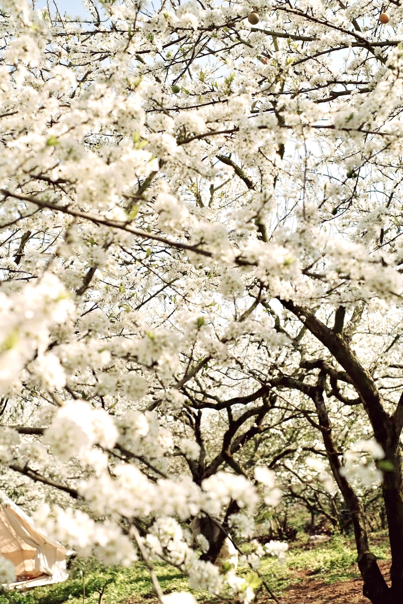 Bạn Chang Mi vừa có chuyến cắm trại cùng gia đình chia sẻ: "Mộc Châu đang bước vào mùa hoa mận nở đẹp nhất trong năm. Những nhành hoa mận bung nở sắc trắng muốt đẹp mê đắm say lòng người, mùa hoa sẽ còn đẹp trong khoảng 1 đến 2 tuần tới nên mọi người đi du xuân nhanh không sẽ lỡ hẹn, phải đợi đến năm sau".