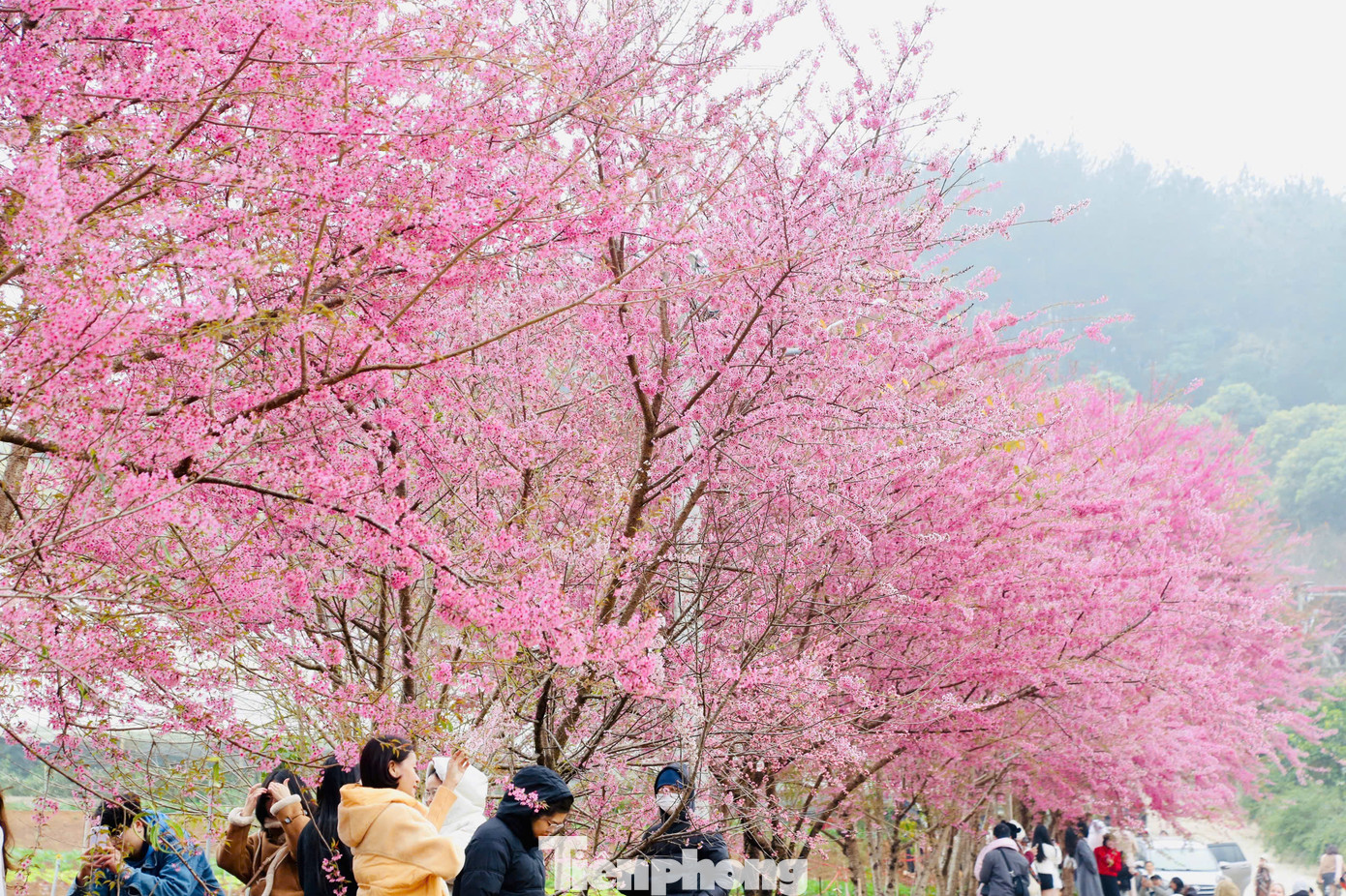 Vào dịp đầu năm, khi tiết trời ấm dần lên là lúc hoa mai anh đào bung nở khoe sắc rực rỡ trên các tuyến đường thị trấn Nông trường, xã Tân Lập, huyện Mộc Châu, tỉnh Sơn La.