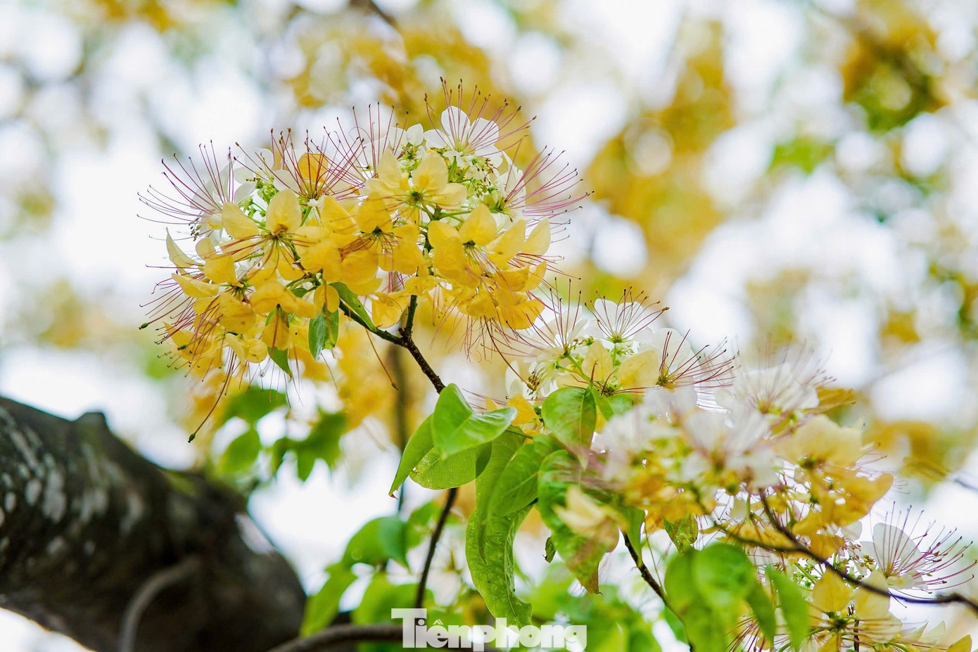 Cây hoa bún còn có tên gọi khác là bạch hoa hay màn màn, có mùi thơm dễ chịu, khi nở nhuỵ hoa có hình dáng giống với sợi bún, cũng vì vậy người dân tại đây đặt tên là cây hoa bún.