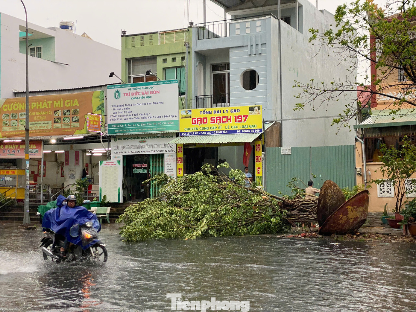 Cùng thời điểm, một cây xanh trồng trong chậu được đặt trước cơ sở thờ tự trên đường Lê Cơ (quận Bình Tân) cũng bị gió làm lật ngang.