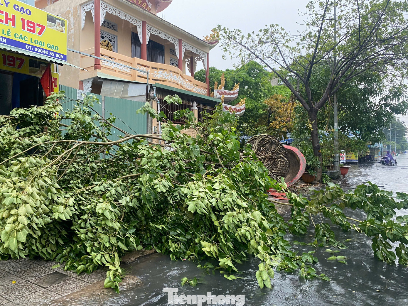 Cây xanh bị ngã do cơn mưa dông chiều 11/9.