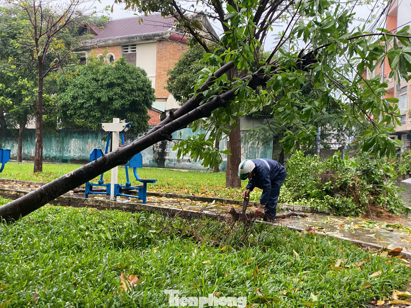 Một cây xanh trong công viên khu dân cư Hương Lộ 5, quận Bình Tân cũng bị nghiêng sau cơn mưa dông.
