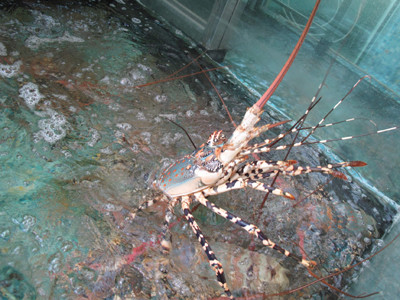 Một ngày ở nhà hàng S.H tiêu thụ khoảng nửa tạ tôm hùm như thế này