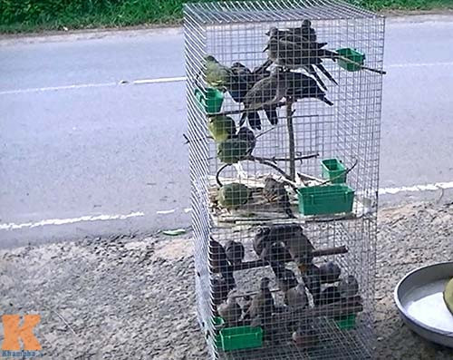 Nguồn chim và động vật hoang dã này chủ yếu được săn bắt từ những cánh đồng trên địa bàn Củ Chi