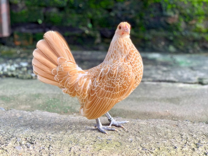 Giống gà vảy cá (hay còn gọi là gà Đại Cát) được nhiều người mua dịp Tết.