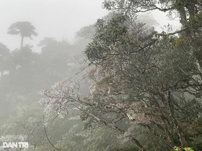 Dự báo đêm ngày 17/12, rạng sáng ngày 18/12, không khí lạnh mạnh tiếp tục tràn xuống các địa phương trong tỉnh Lào Cai khiến nền nhiệt giảm thấp nhanh chóng. Trời chuyển rét đậm, vùng cao rét hại, các vùng núi cao rét hại nặng đến rất nặng. Trong ảnh: Băng tuyết tạo nên phong cảnh kỳ thú của núi rửng Hoàng Liên trên đỉnh đèo Ô Quý Hồ.