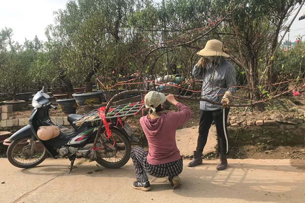 Những năm gần đây, nhiều khách hàng 'săn' đào Lào để chơi Tết. (Ảnh: Việt Anh/Vietnam+)
