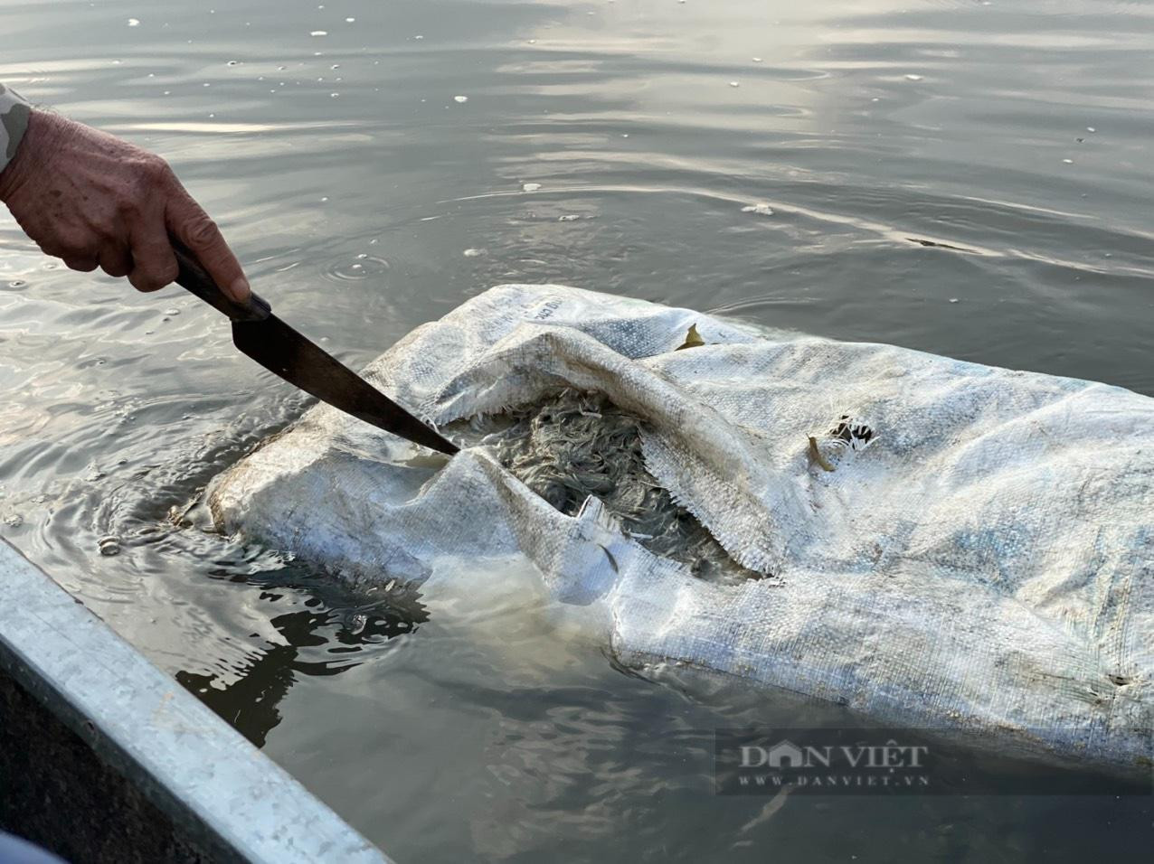 Bên trong một bao tải được người dân rạch ra, bên trong toàn xác vịt chết bốc mùi thối. Ảnh chụp ngày 21/11/2022: Văn Hoàng