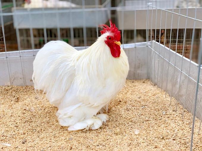 Gà MiniCochin có nguồn gốc từ Thổ Nhĩ Kỳ và Nga.