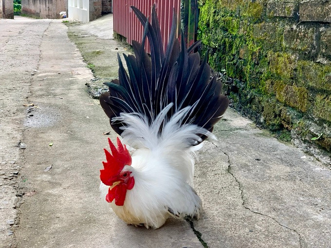 Gà tre Thái Lan cũng được ưa chuộng dịp Tết.