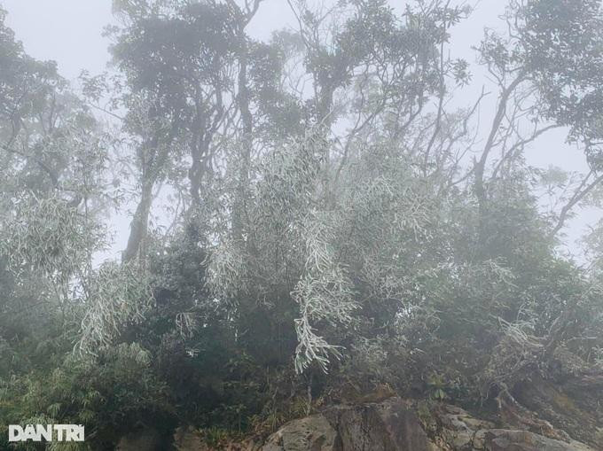 Băng tuyết cũng đang phủ trắng rừng già Ý Tý cao hơn 2.000 mét của huyện biên giới Bát Xát, tỉnh Lào Cai và khu vực đỉnh núi Ky Quan San cao gần 3.000 mét giáp ranh giữa huyện Bát Xát (Lào Cai) với huyện Phong Thổ (tỉnh Lai Châu). Trong ảnh: Cây rừng trên đèo Ô Quý Hồ phủ trắng băng tuyết