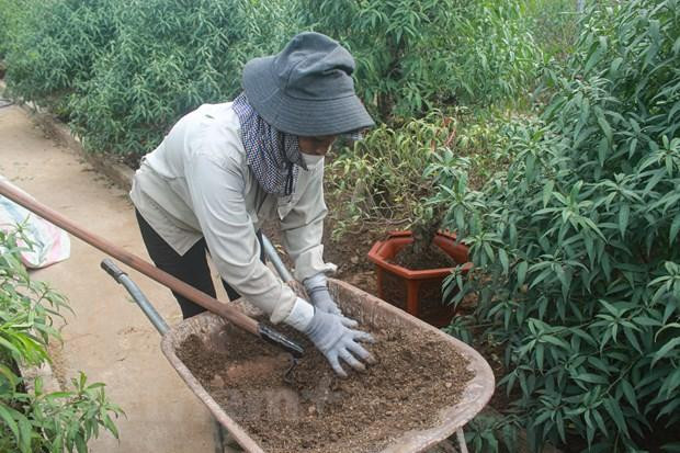 Bón phân là một trong những phương pháp được các nhà vườn áp dụng để kích thích hoa đào nở đúng dịp Tết. (Ảnh: Việt Anh/Vietnam+)