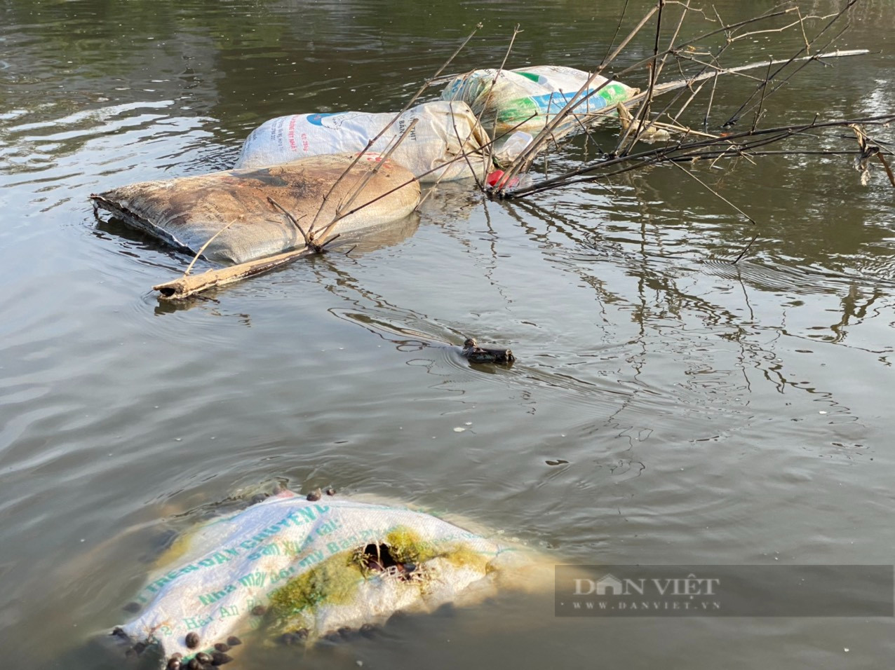 Những chiếc tải chứa xác gia súc, gia cầm chết trôi nổi trên sông Đáy. Ảnh: Văn Hoàng