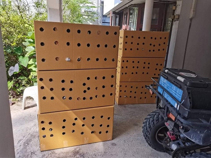 Anh Nam chuẩn bị nhiều thùng bằng giấy, gỗ hoặc nhựa để chuyển gà cảnh cho khách.