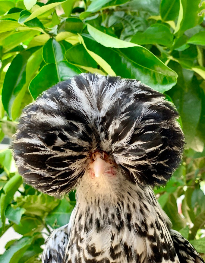 Sở hữu một chú gà độc lạ là niềm yêu thích của nhiều người. (Ảnh: Q. N).