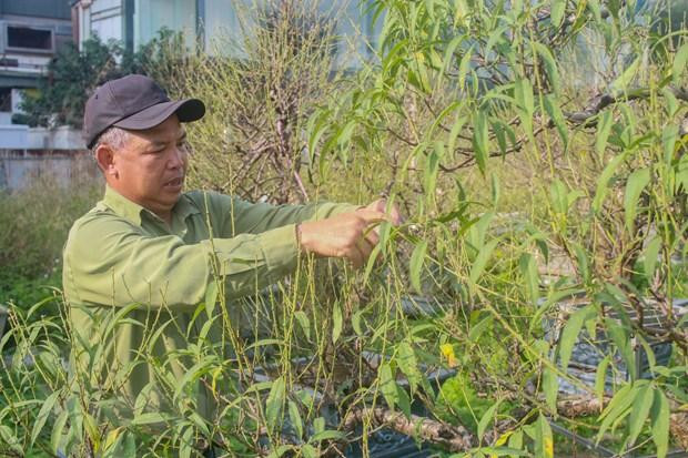 Tuốt lá là một trong những công đoạn quan trọng quyết định đến 'thắng lợi' của người dân trồng đào. (Ảnh: Việt Anh/Vietnam+)