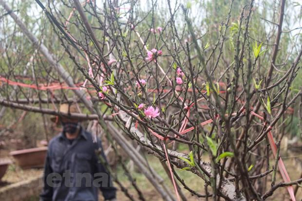 Hoa nở sớm là nỗi ám ảnh 'mất Tết' đối với các hộ gia đình trồng đào tại Nhật Tân. (Ảnh: Việt Anh/Vietnam+)
