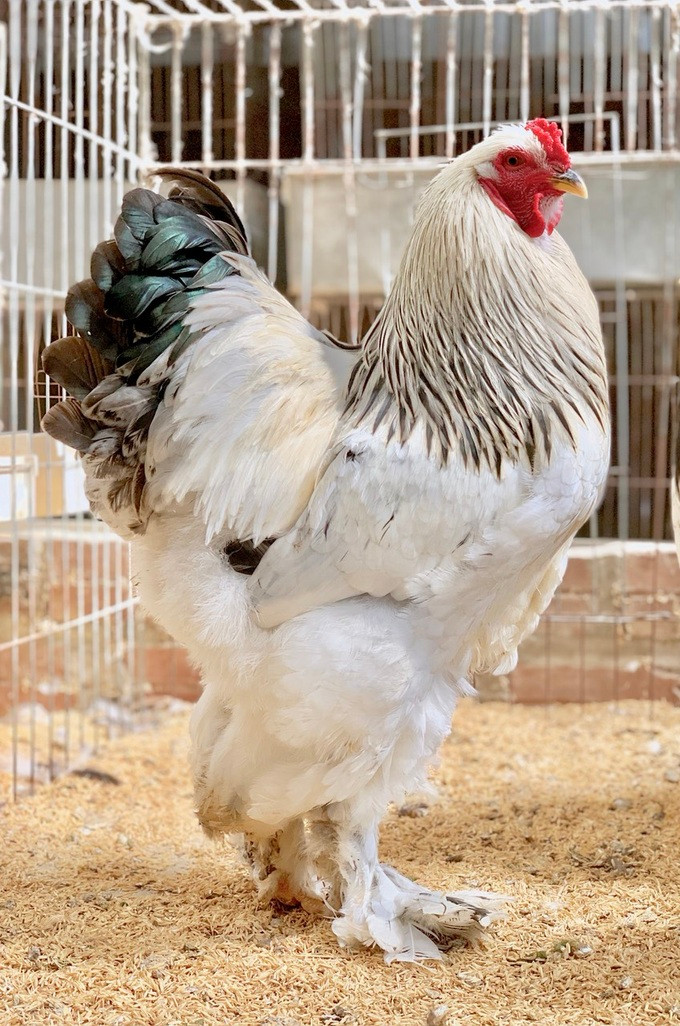 Gà kỳ lân khổng lồ.