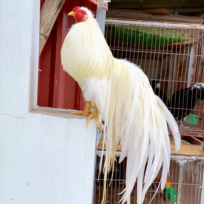 Gà Tân Châu đuôi dài hàng mét thường khách hàng miền Bắc lựa chọn.
