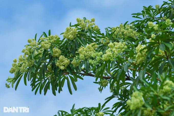 Theo lương y Vũ Quốc Trung, người bị dị ứng với hoa sữa sẽ cảm thấy choáng váng, đau đầu... (Ảnh: Toàn Vũ). Theo lương y Vũ Quốc Trung, người bị dị ứng với hoa sữa sẽ cảm thấy choáng váng, đau đầu... (Ảnh: Toàn Vũ).