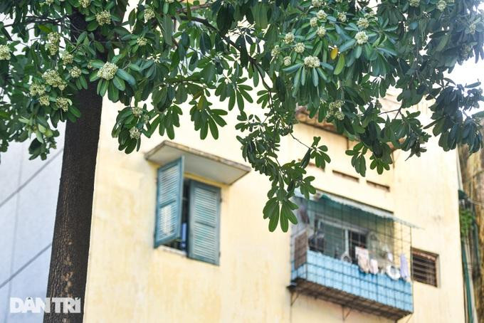 Hoa sữa được trồng nhiều trong các khu dân cư tại Hà Nội. (Ảnh: Toàn Vũ). Hoa sữa được trồng nhiều trong các khu dân cư tại Hà Nội. (Ảnh: Toàn Vũ).