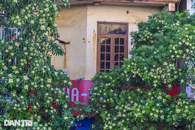 Cửa sổ hướng thẳng ra hai cây hoa sữa đang nở rộ khiến gia chủ ăn không ngon, ngủ không yên vì mùi hoa quá nồng nặc. (Ảnh: Toàn Vũ). Cửa sổ hướng thẳng ra hai cây hoa sữa đang nở rộ khiến gia chủ ăn không ngon, ngủ không yên vì mùi hoa quá nồng nặc. (Ảnh: Toàn Vũ).